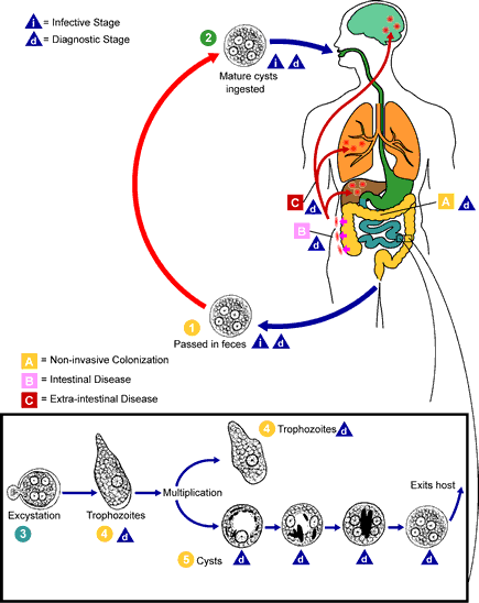 Life Cycle of Entamoeba histolytica