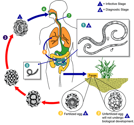 Life cycle of Ascaris lumbricoides